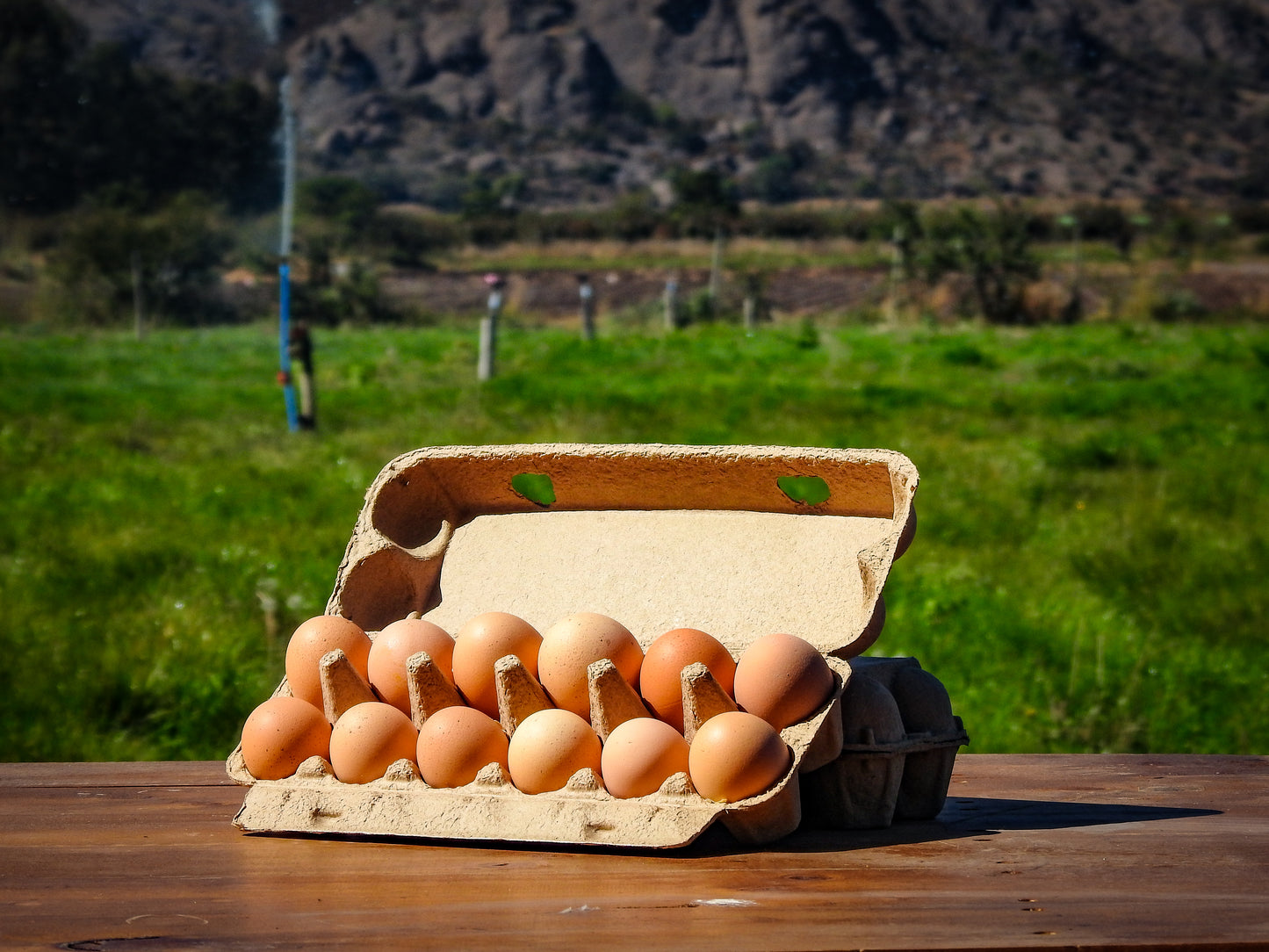 Docena Huevos