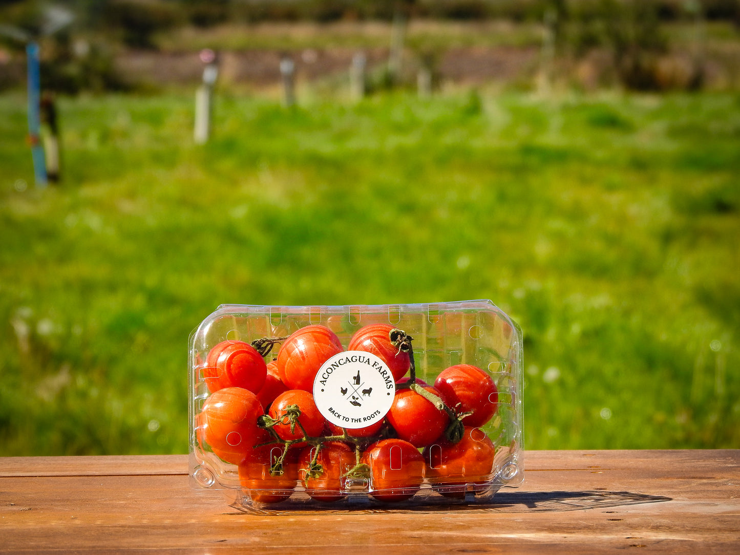Tomates cherry
